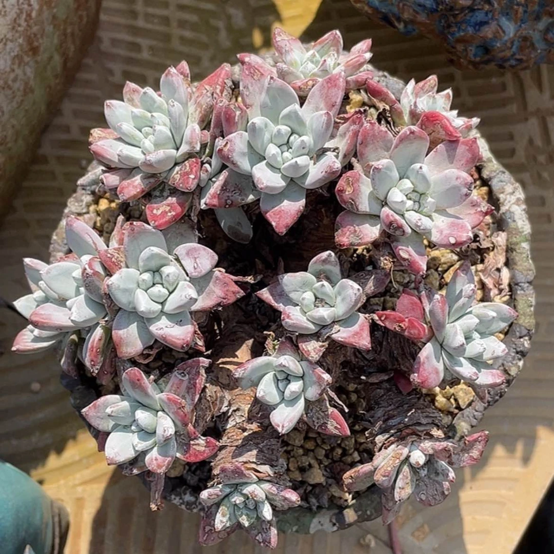 【闪购商品】泡西芙罗拉