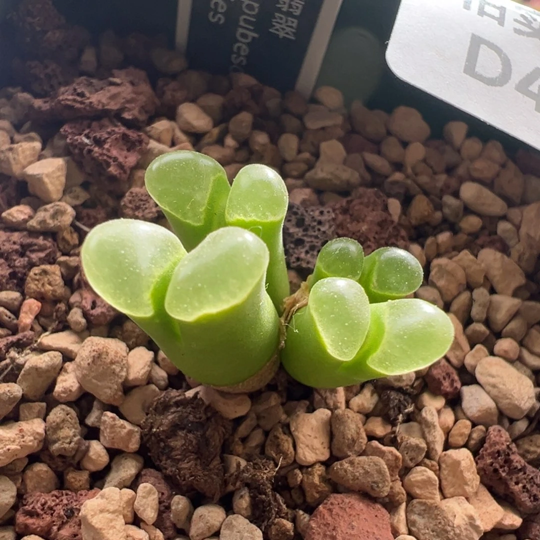 【柏实花园】优选pub翡翠绿翻窗风铃肉锥多肉植物