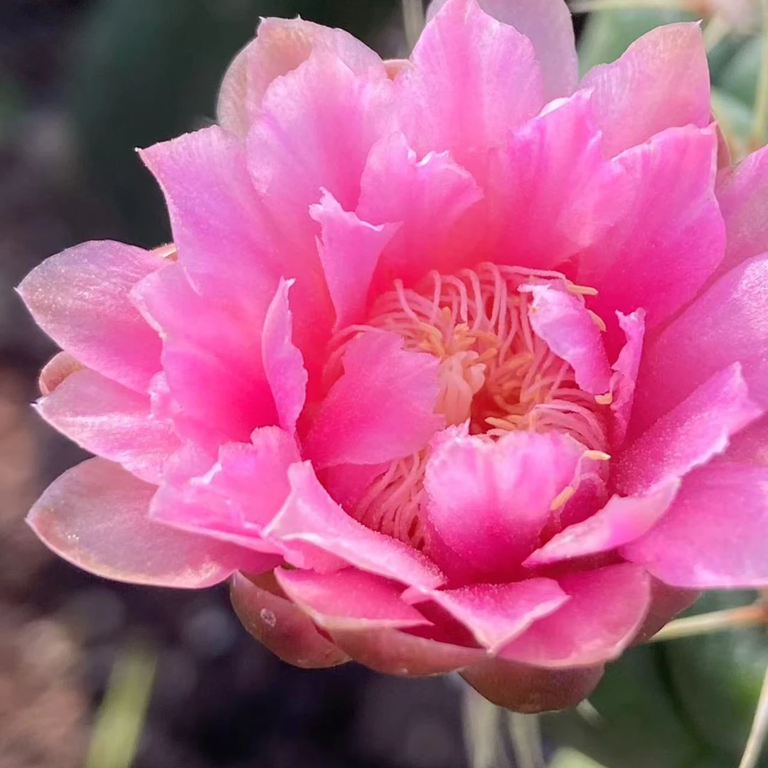 丘比特丽花仙人球带崽发货可开花的多肉植物