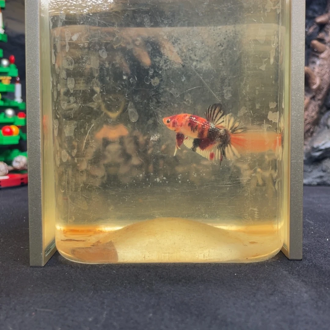 斗鱼十二月二十一日竞价