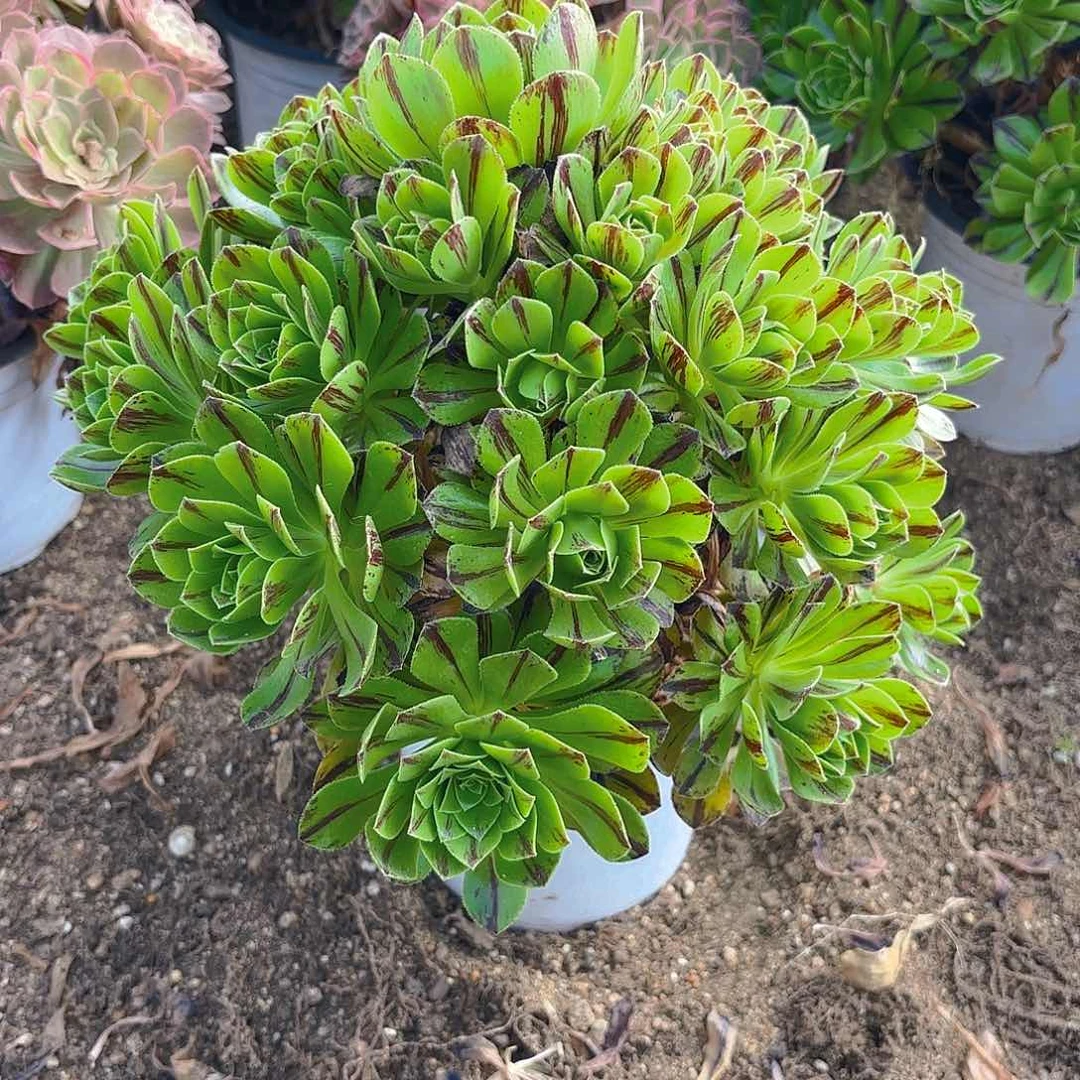 必火多肉植物手捧