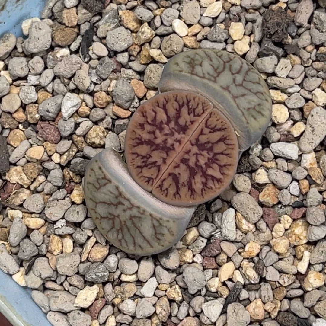 3516线招福1粗纹。