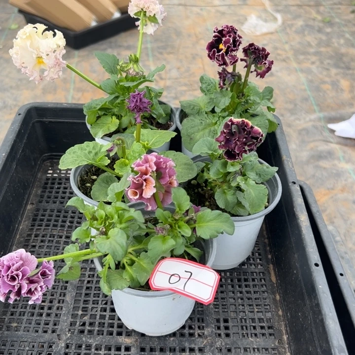 完全开放5盆角瑾07号无售后