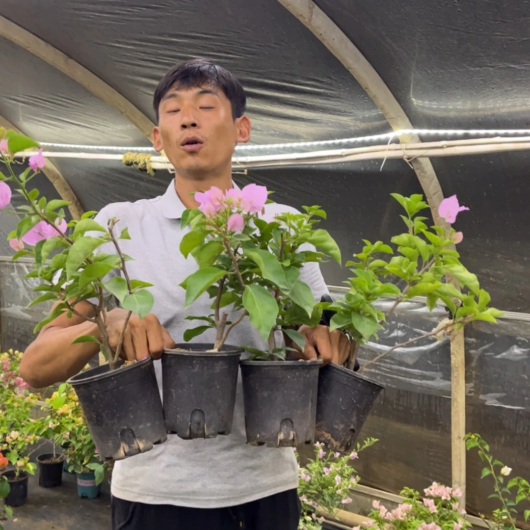 完全开放（国际粉）三角梅会落花落叶会光杆苗有大有小