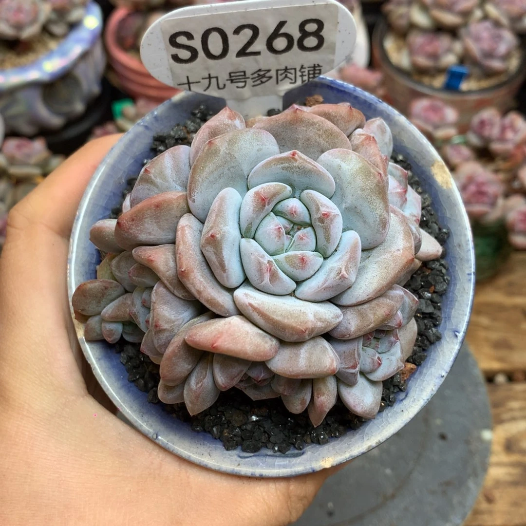 S0268 突尼斯 8.5cm