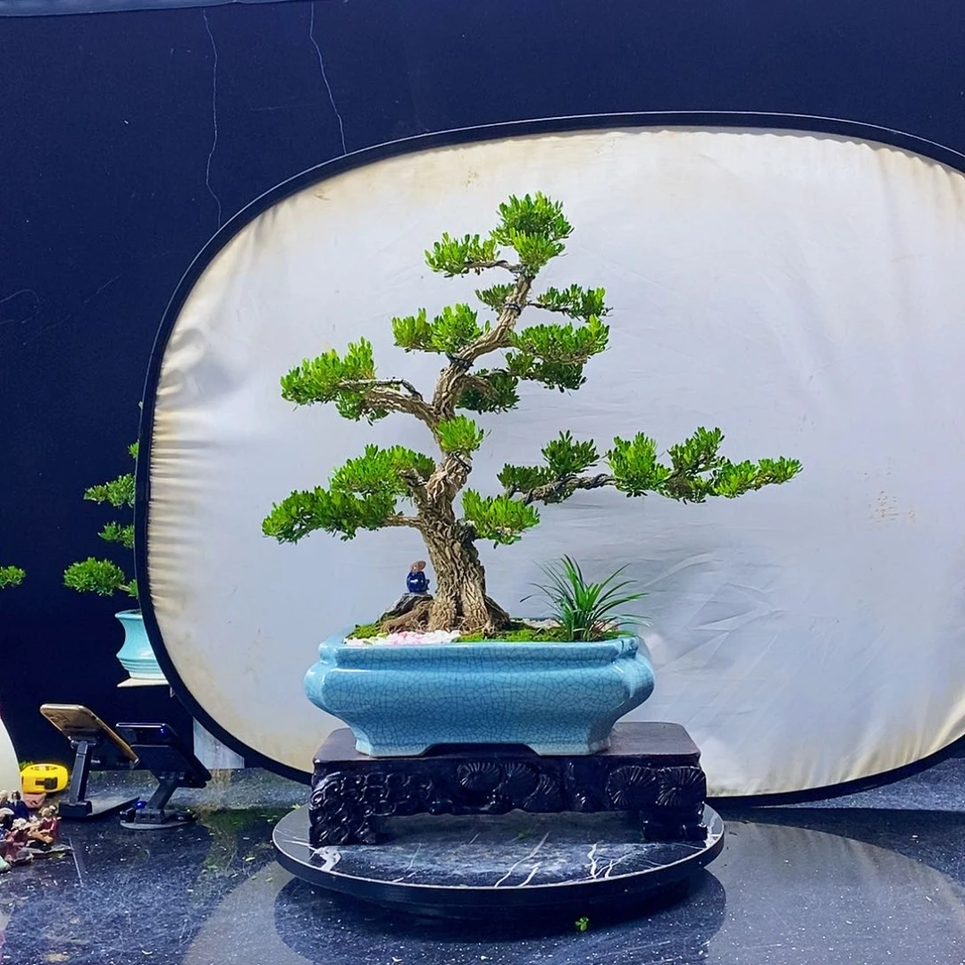 无花朵黄杨盆景造型