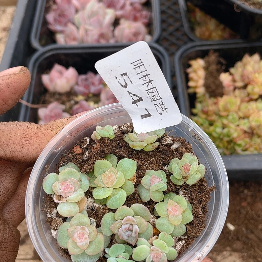 好***^多肉植物多肉植物541