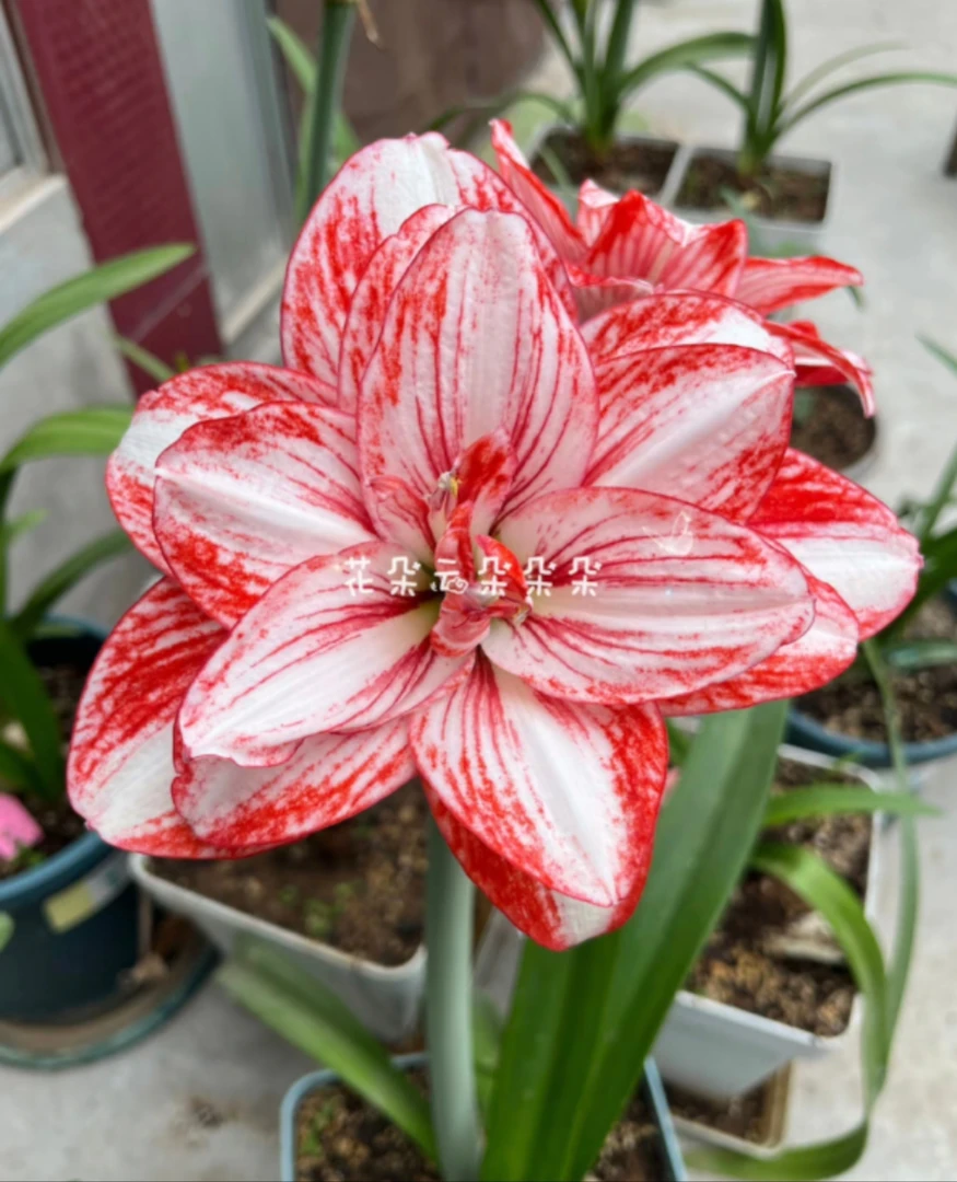 出水芙蓉朱顶红，主球8+带10侧，包对版不包后期养护。