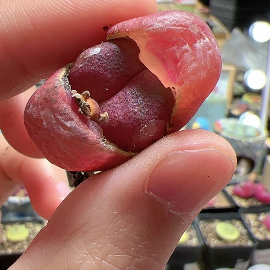 【闪购商品】79 吕氏红宝石