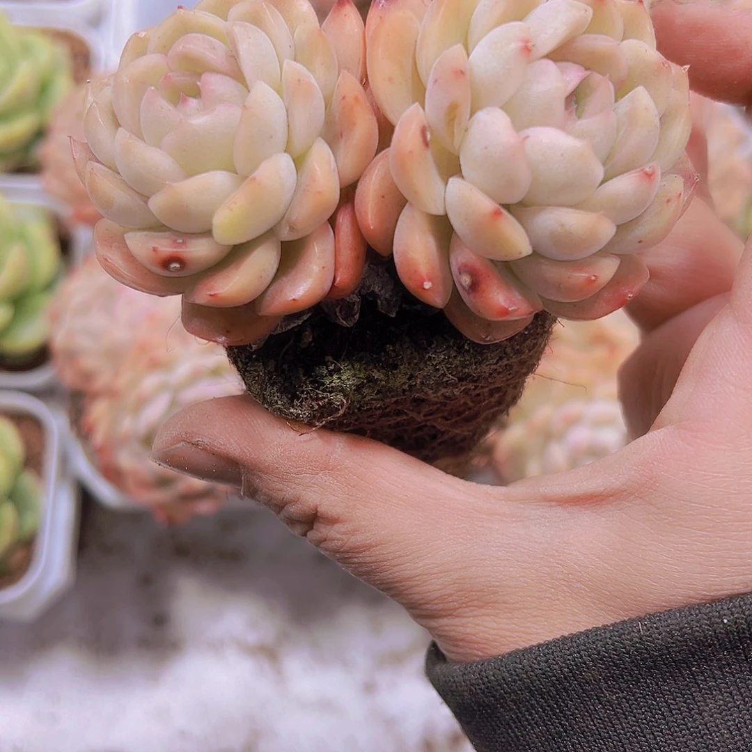 孔雀翔19包邮多肉