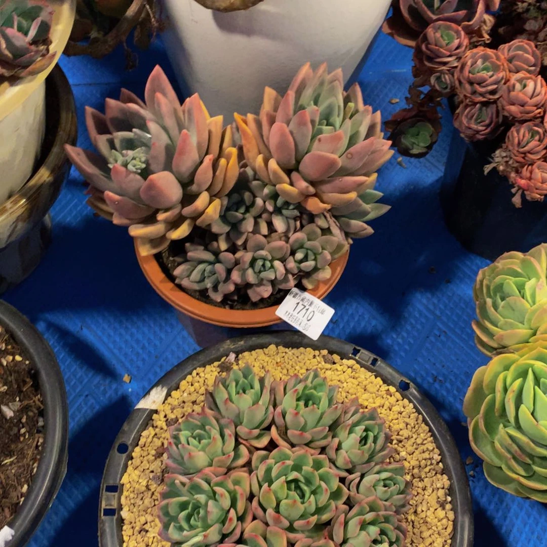 郭*芳1710桃花源多肉