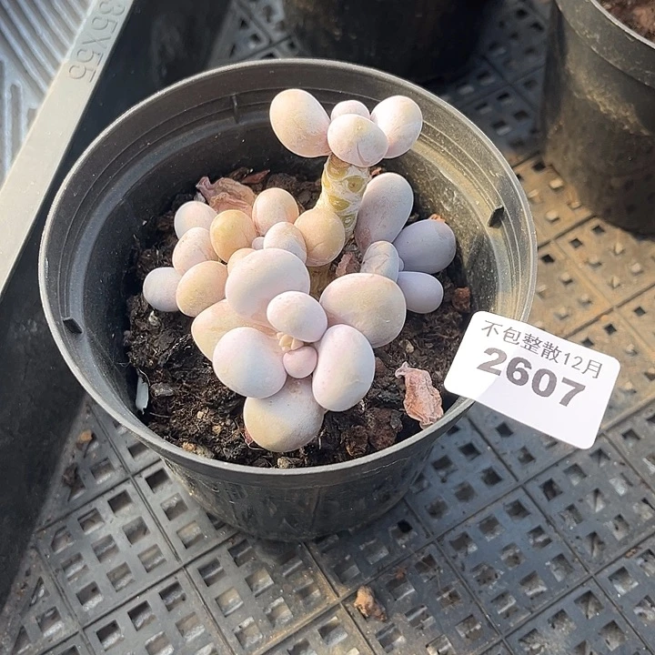 阿雅园艺。   2706奶酪