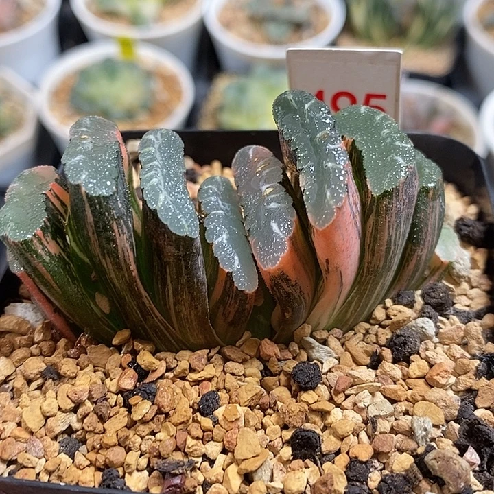 495赤斑玉扇锦一物一拍
