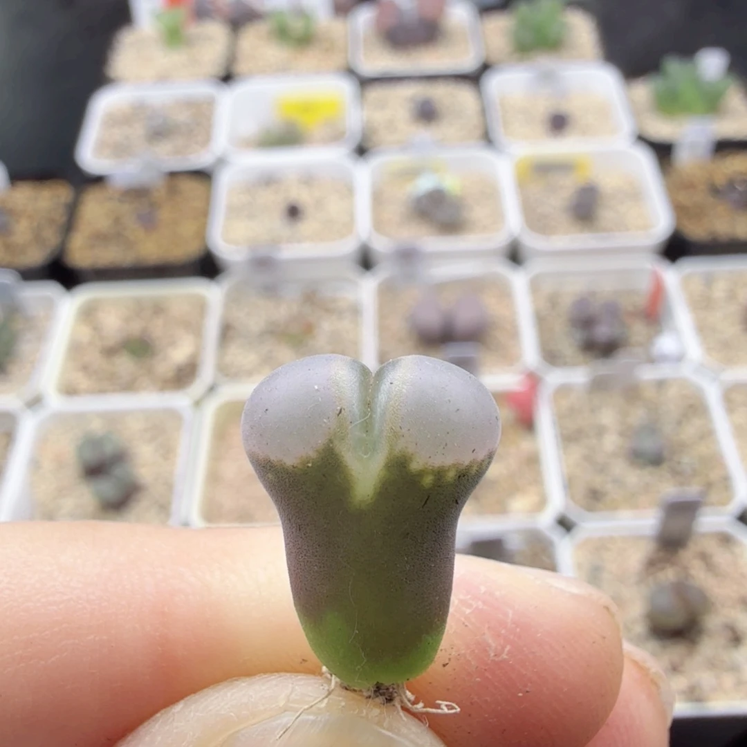 10-6-c8 b23 b23 风铃