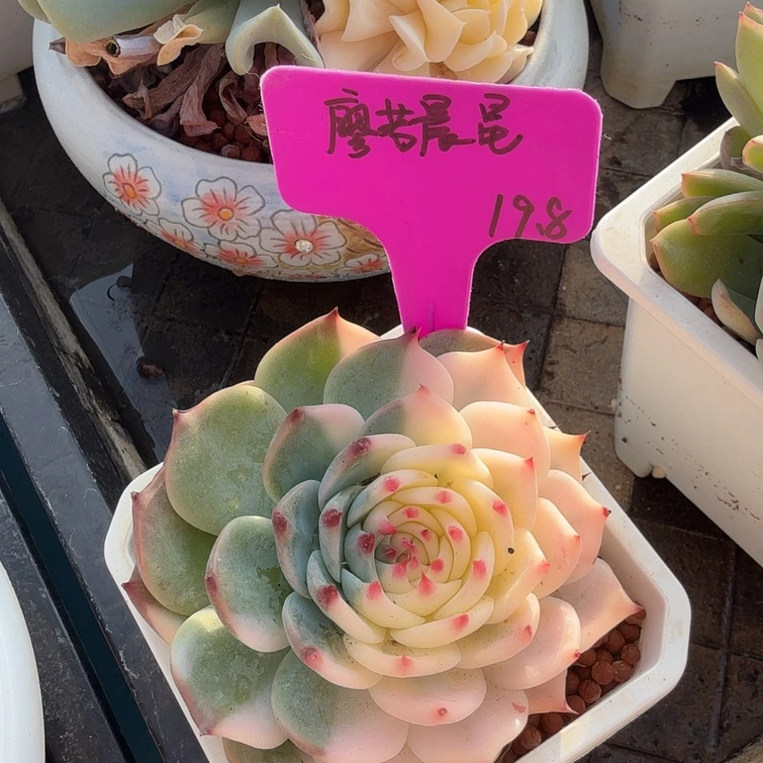 ?***星吉娃娃锦，多肉植物
