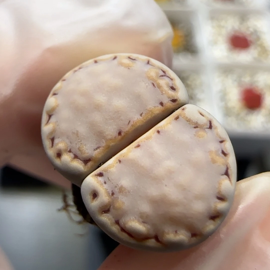 6.25   217饼干。 5024