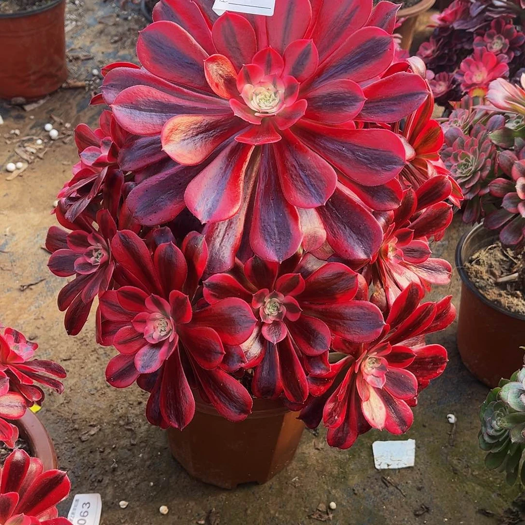 阳**情多肉497美杜法师莎