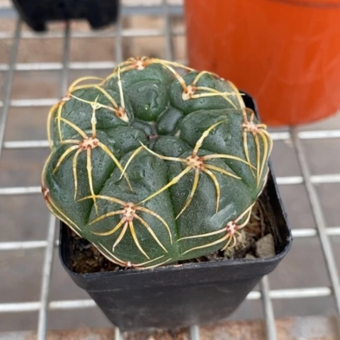 实生海王5仙人球