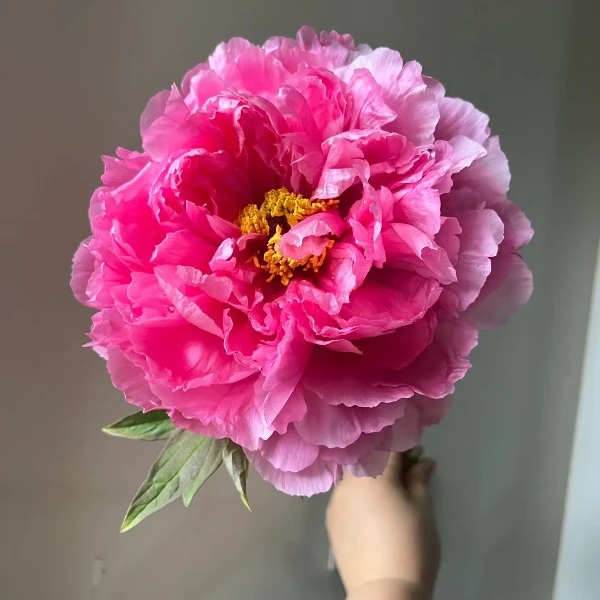 年宵花重瓣牡丹芍药基地直发包邮室内插花水培春节生日鲜花用花