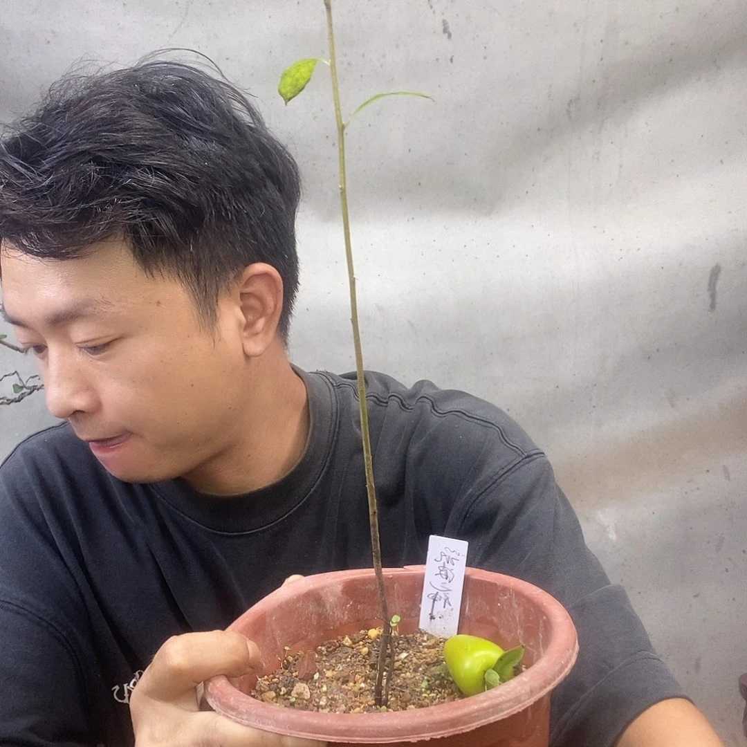 无花朵老鸦柿筑波之神