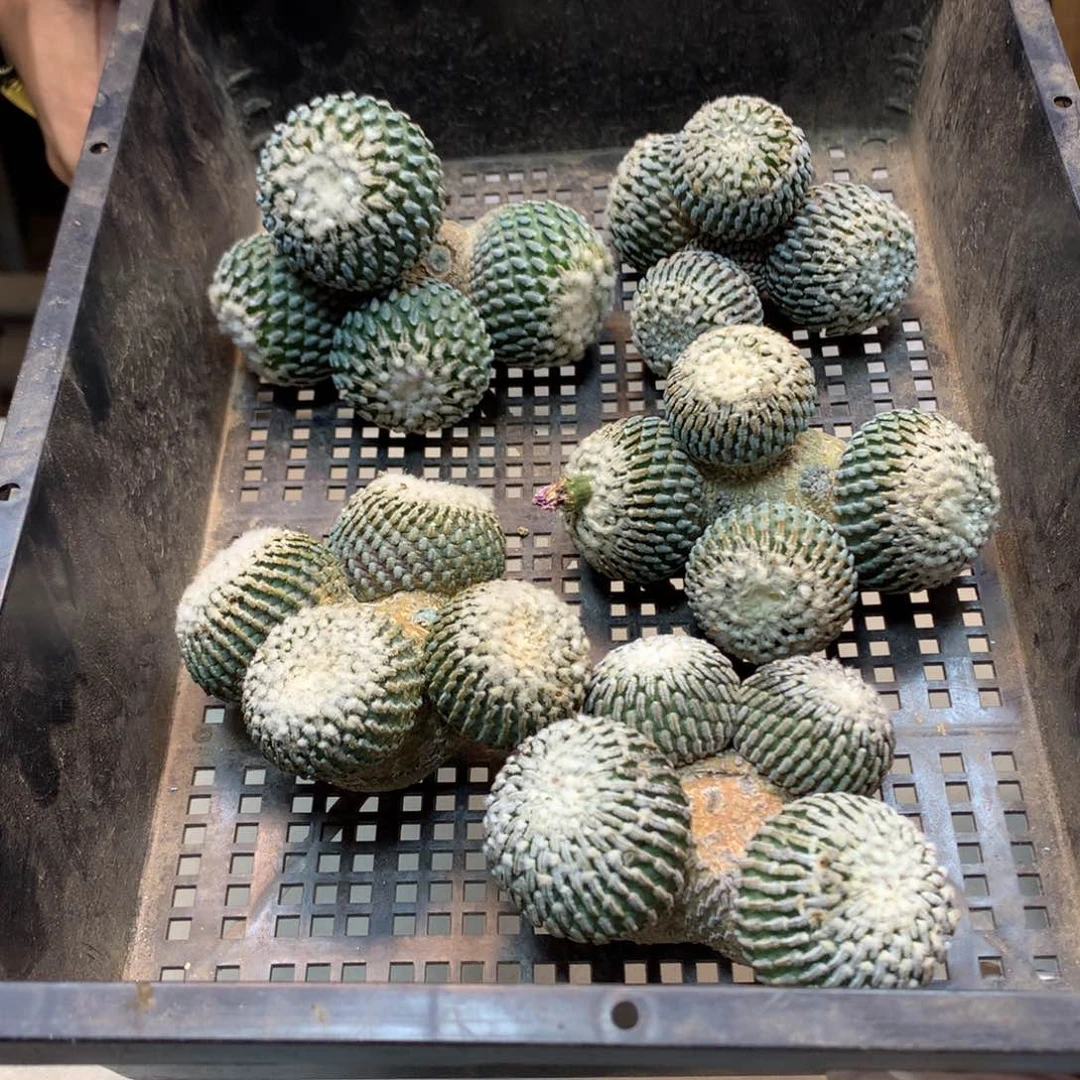 苗接  金巧殿 群生 (无根)4头发货