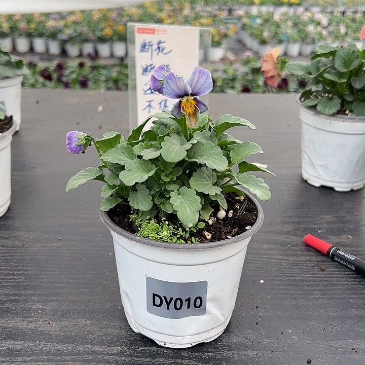 大部分花苞少量开放010号