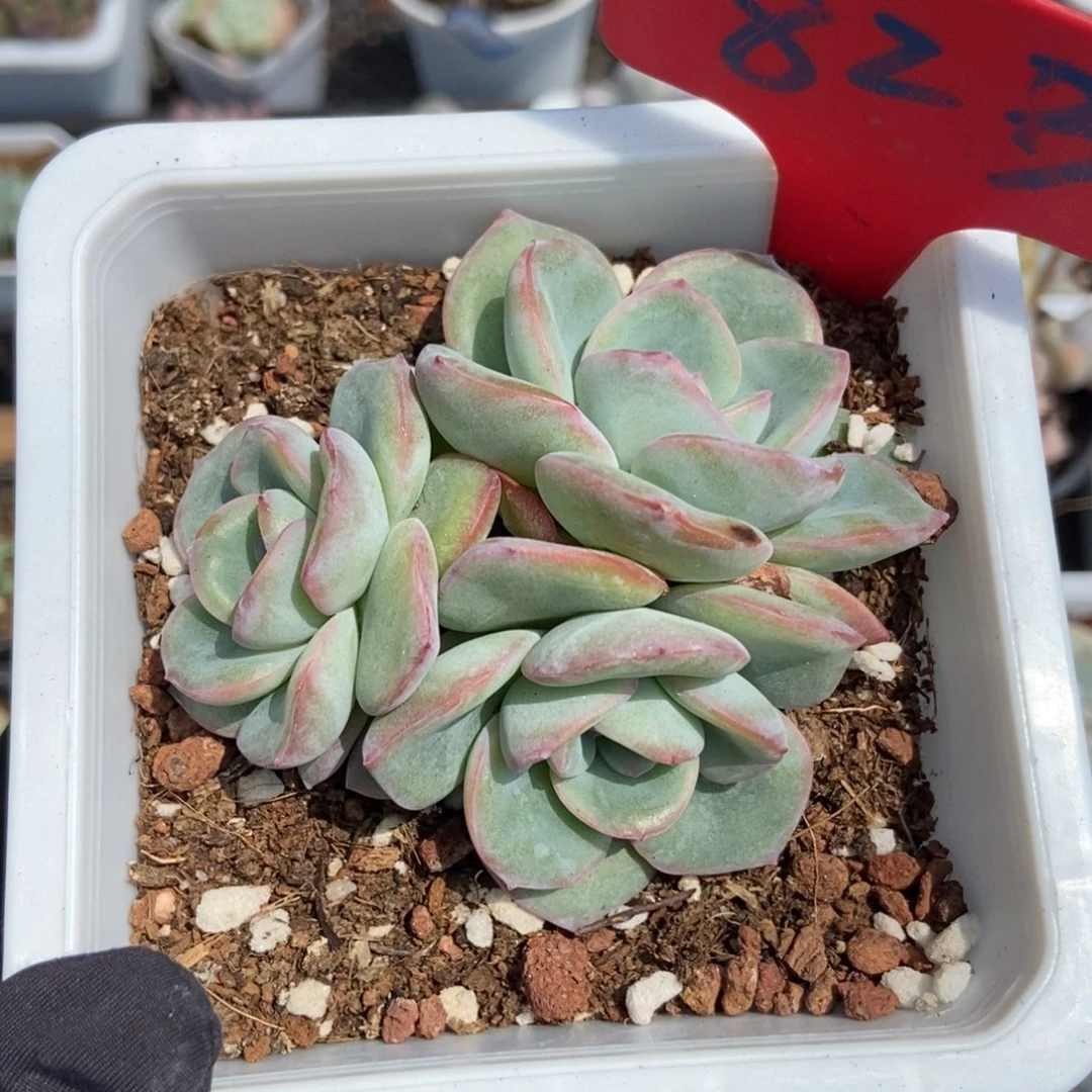 823泡芙多肉植物