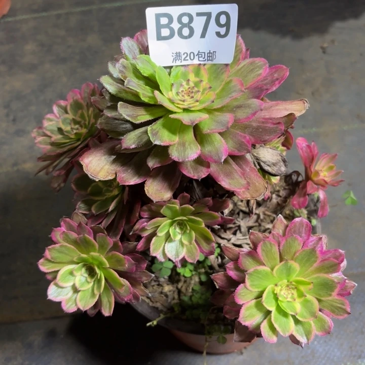 瑞妈多肉植物，879.凌波仙子