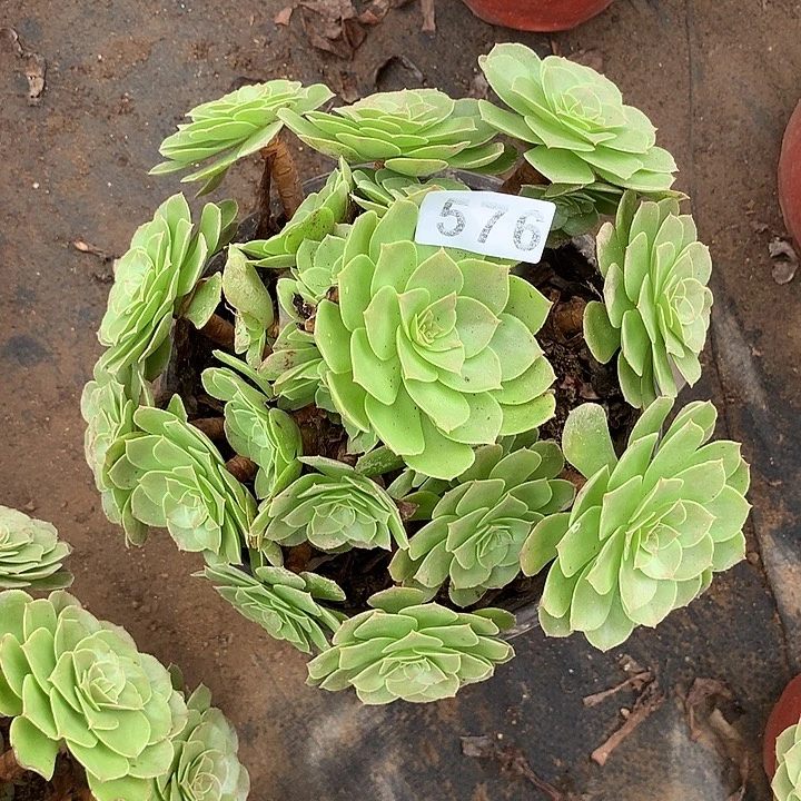 多肉植物万圣节576号