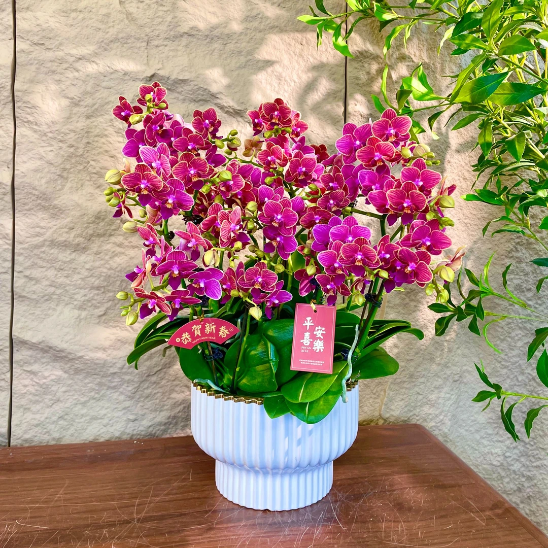 【金边玲珑-蝴蝶兰】高端鲜花 定制款 易养花期长 绿植盆栽 年宵花