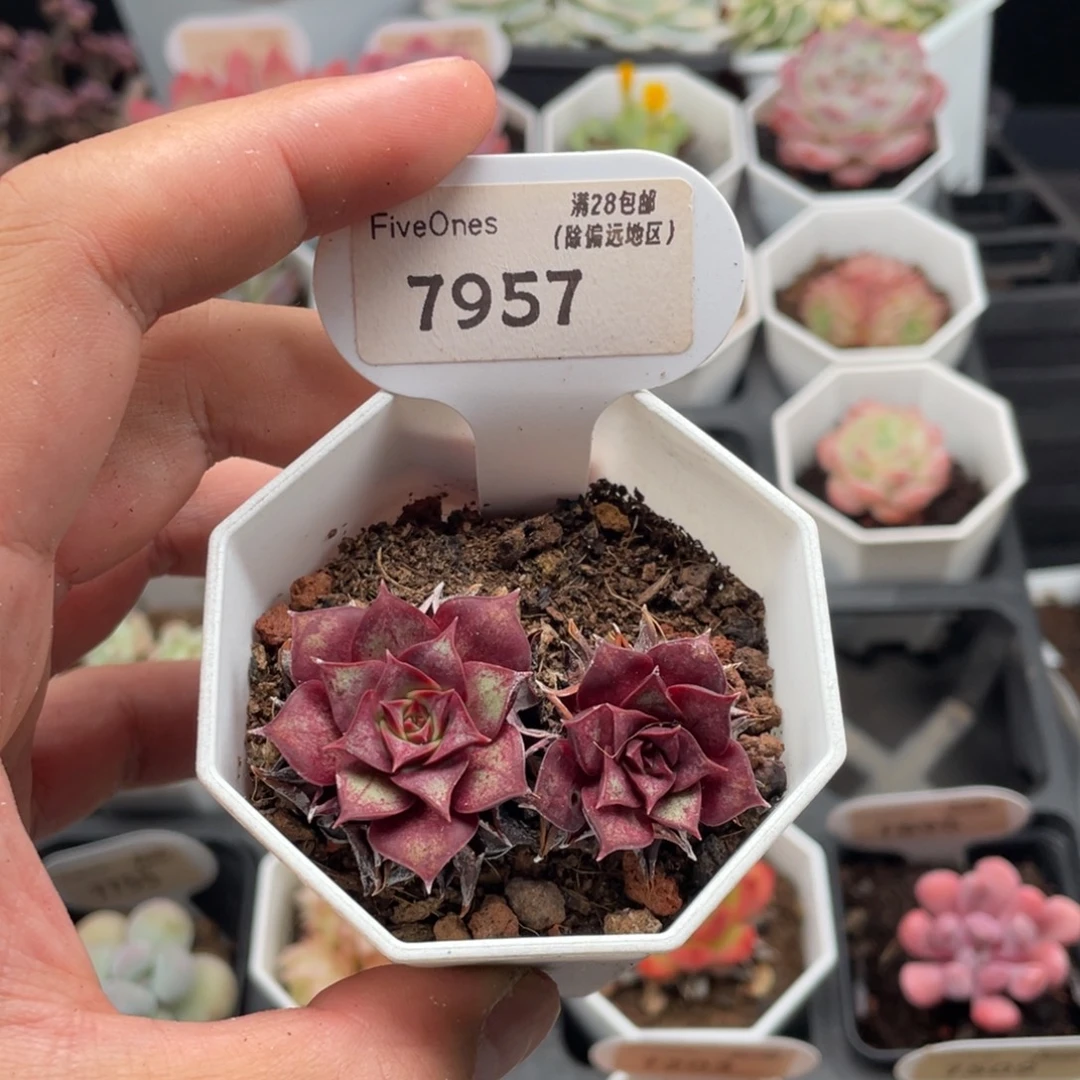 罗西玛7957-5.5厘米