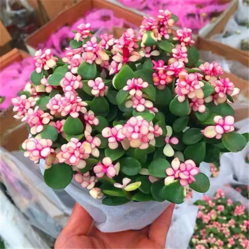 金枝玉叶小盆栽老桩多肉植物棒棒糖招财精品盆景