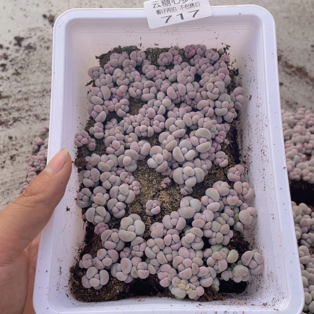 云糖心多肉植物717