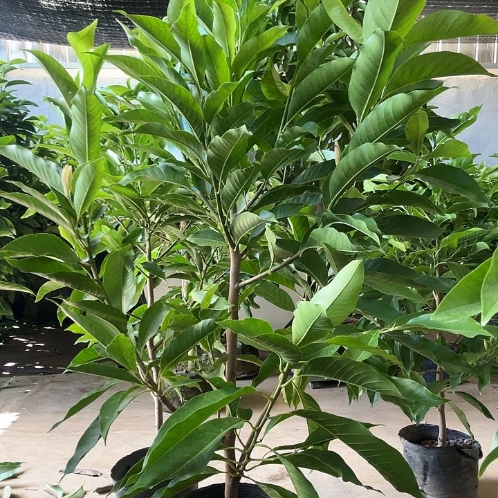 完全开放白兰花80价位