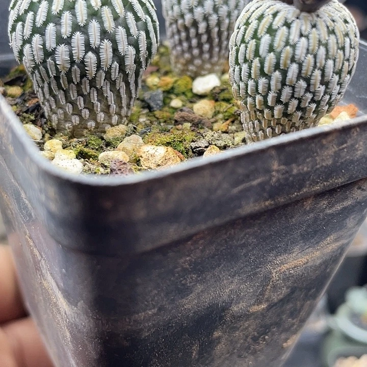 实生精巧殿一颗包邮