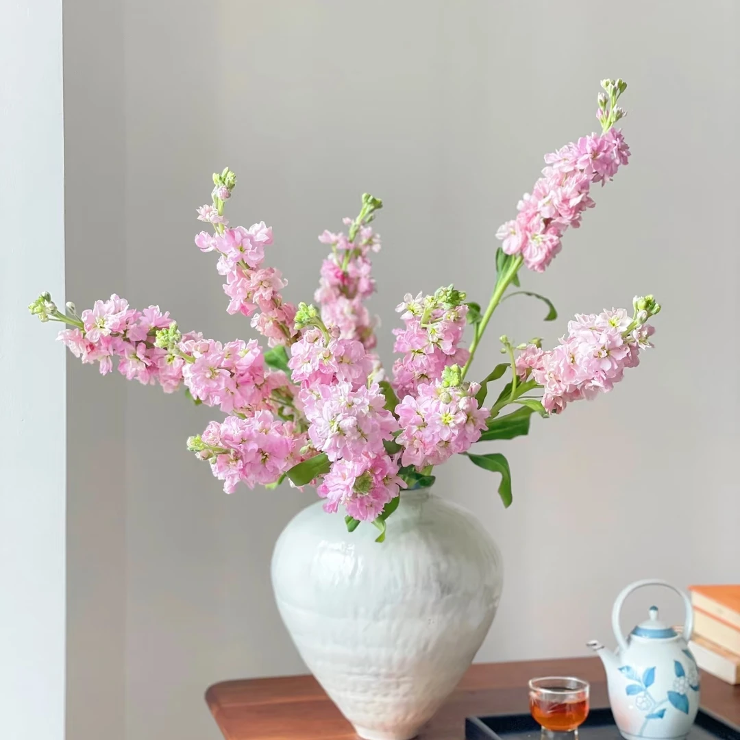 【粉色紫罗兰5支】昆明鲜花批发次日达包邮