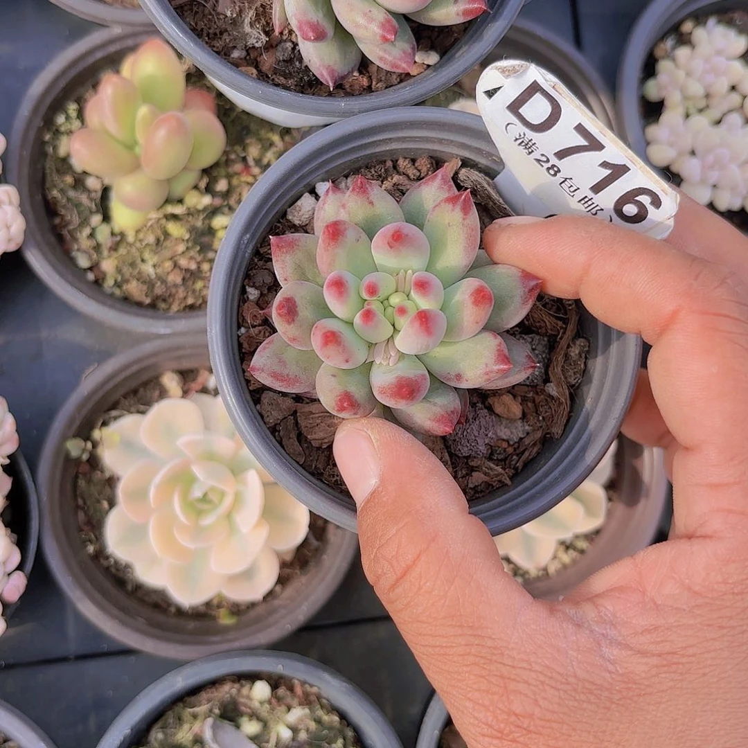 D716岩字一物一拍