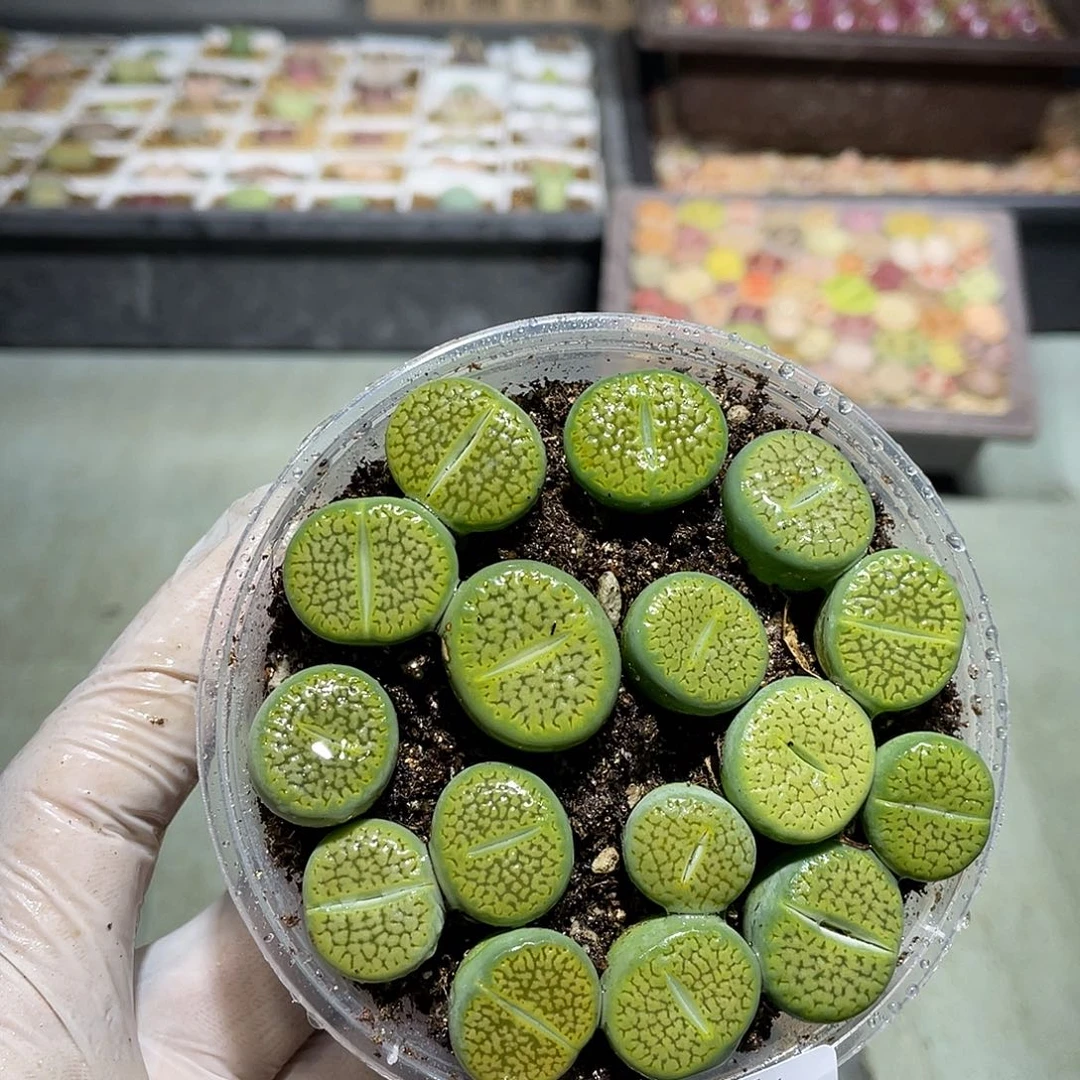 932当天凑满十八元包邮生石花