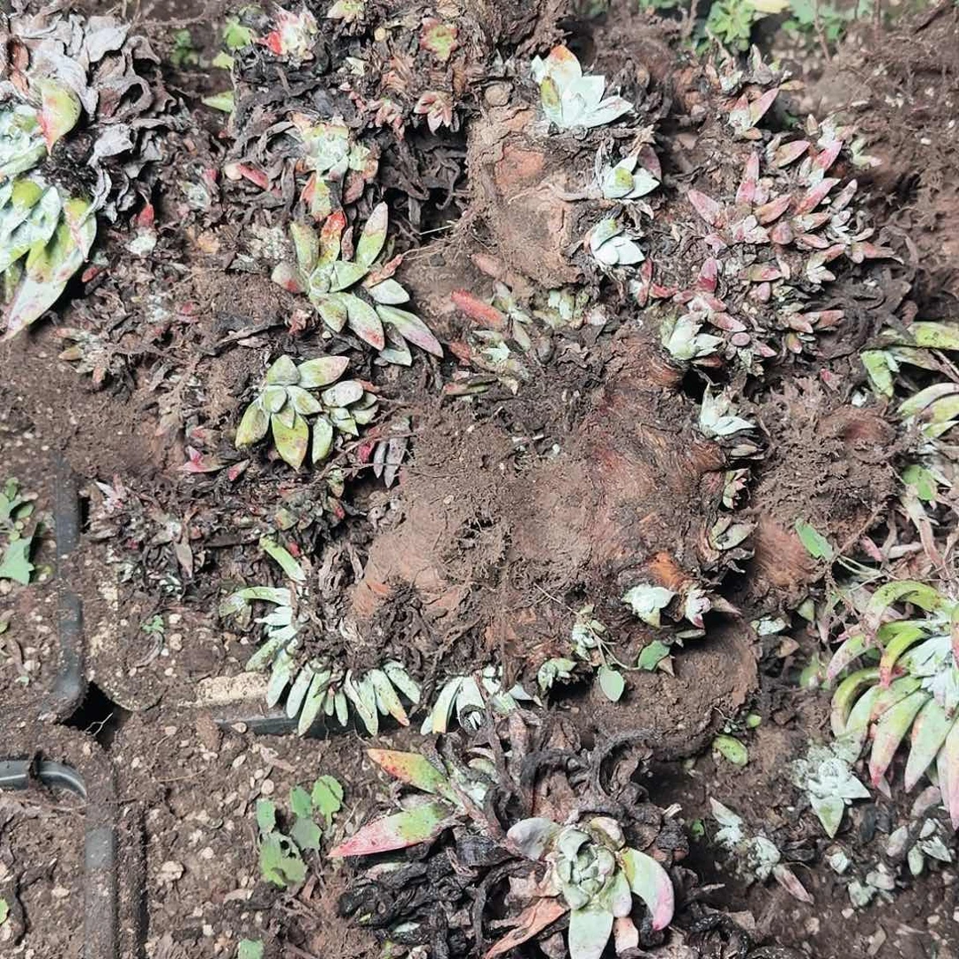 瑕疵四颗多肉随机发不售后