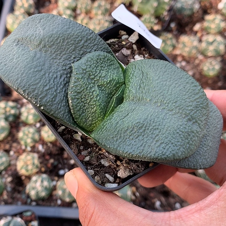 214 实生卧牛7厘米