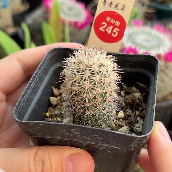 实生狂刺御旗虾一棵