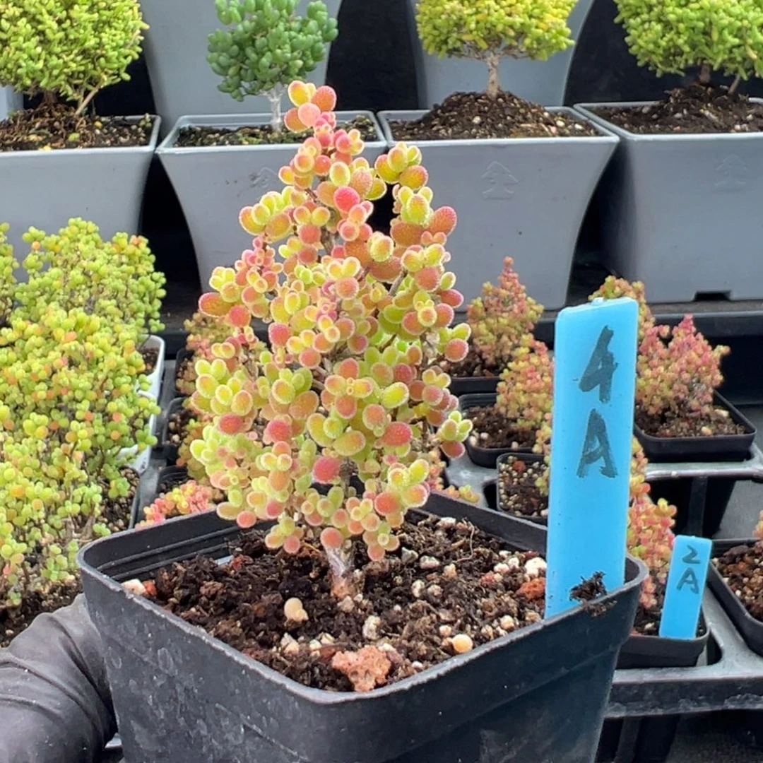 蜜橘糖球圣诞树4号