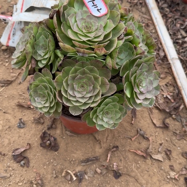 17-112黑魔不包售后