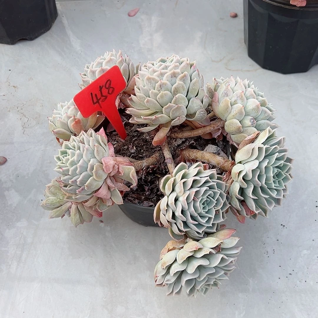 桃**猫458约瑟琳多肉植物