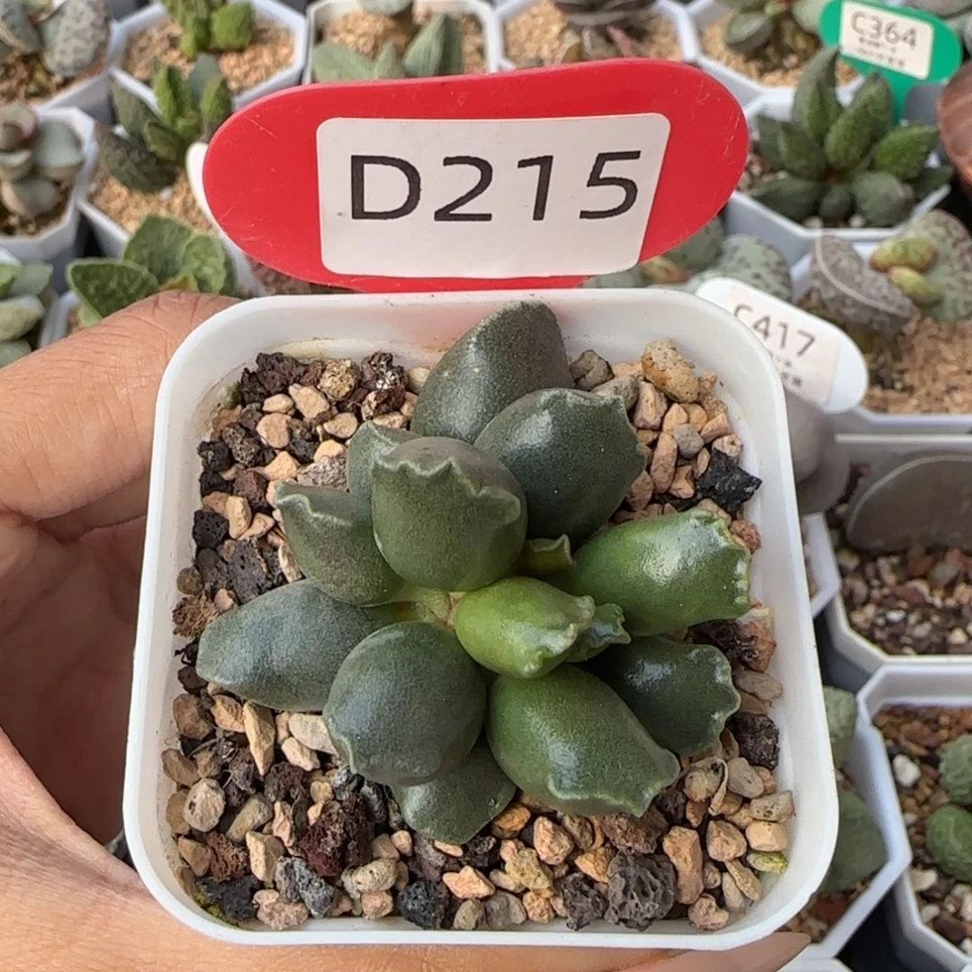 紫海豹。   215。