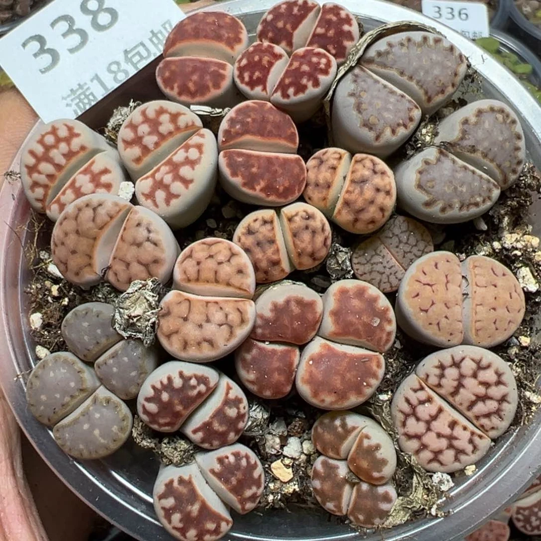 【闪购商品】 338。