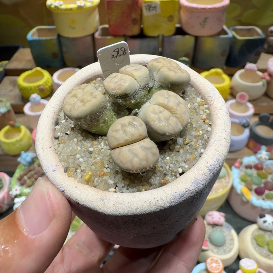 蘑菇1167花纹多肉植物