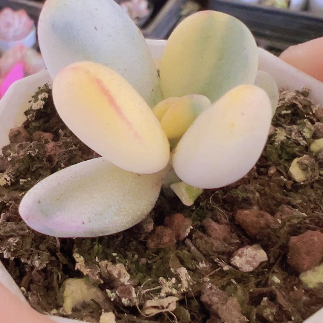 乒乓福娘锦19包邮