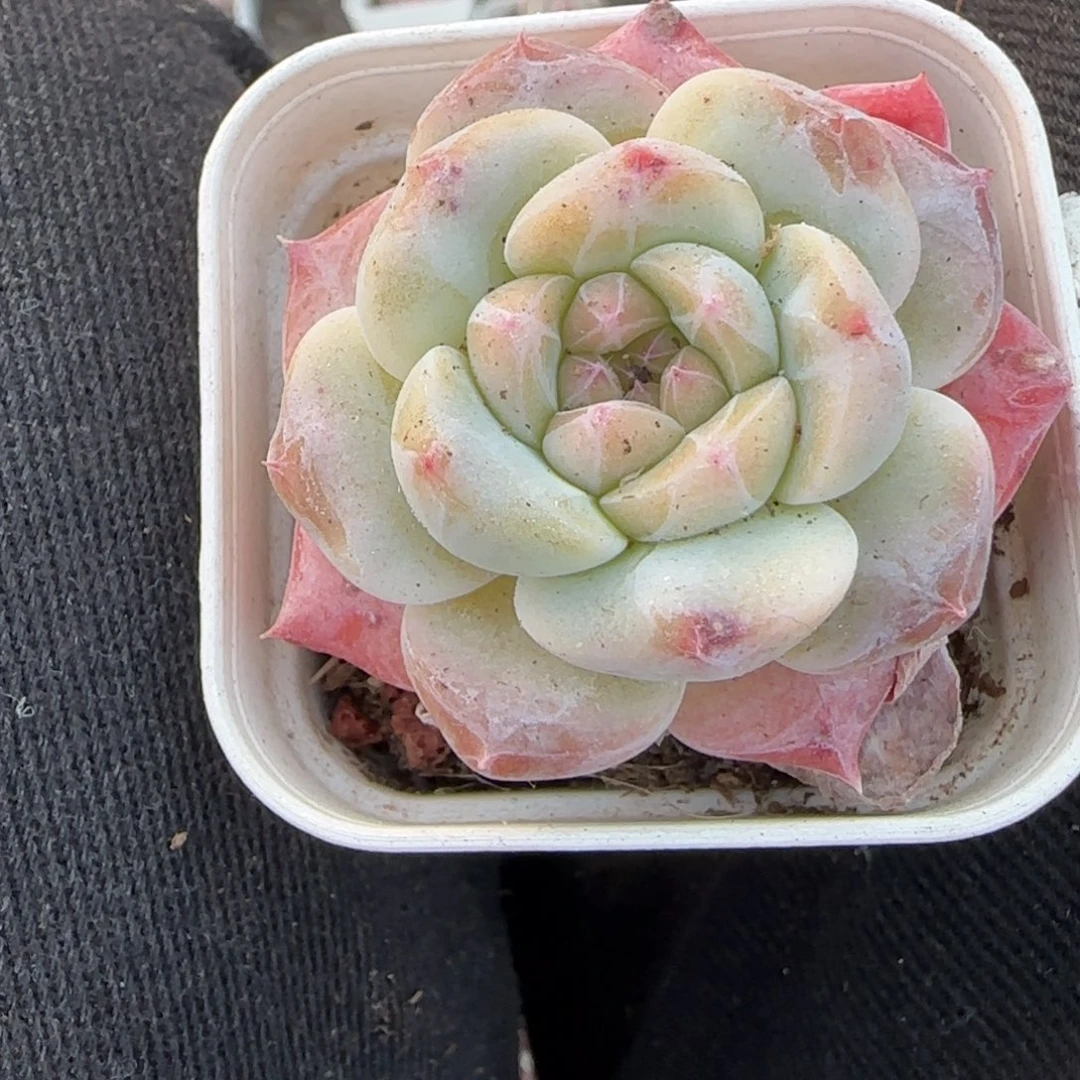 小卡拉米糖心一物一拍