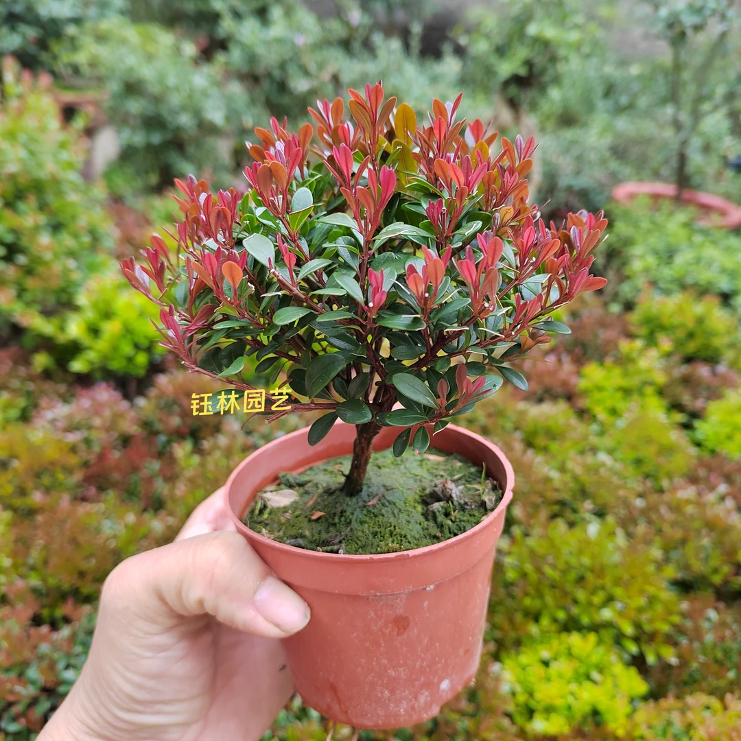 小叶赤楠绿植好养四季常青盆栽